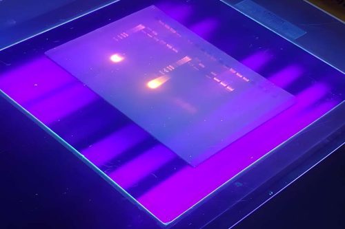 Gel Electrophoresis